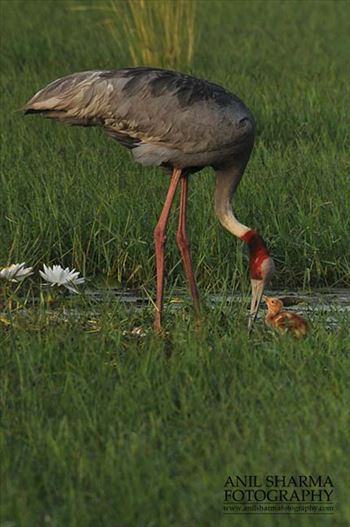 Mom Sarus Crane, Grus Antigone (Linnaeus) with her chick at Greater Noida, Uttar Pradesh, India.