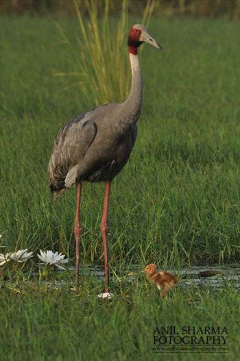 Mom Sarus Crane, Grus Antigone (Linnaeus) with chick at Greater Noida, Uttar Pradesh, India.