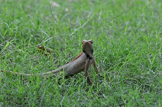 Noida, Uttar Pradesh, India- July 7, 2016: Oriental Garden Lizard or Eastern Garden Lizard (Calotes versicolor) in the garden at Noida, Uttar Pradesh, India.