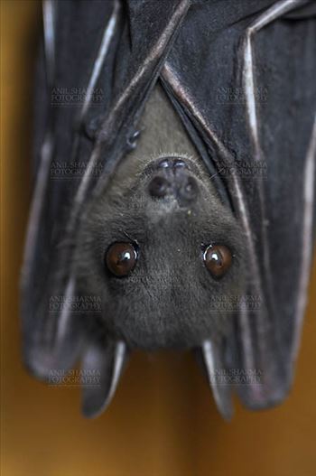 Indian Fruit Bats (Pteropus giganteus) Noida, Uttar Pradesh, India- January 19, 2017: Indian fruit bat captive roosting/grooming pose while hanging upside down showing big eyes at Noida, Uttar Pradesh, India.