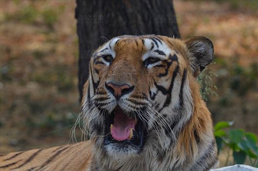 Royal Bengal Tiger, New Delhi, India- April 5, 2018: Portrait of A Royal Bengal Tiger (Panthera tigris Tigris) at New Delhi, India.