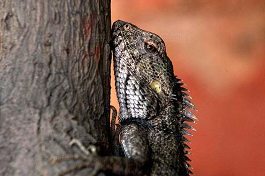 Noida, Uttar Pradesh, India- May 10, 2012: Close-up of an Oriental garden lizard with red eyes, climbing tree trunk in a garden at Noida, Uttar Pradesh, India.
