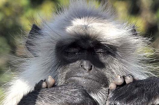 Close-up of a black footed Gray or common Langur (Semnopithecus hypoleucos) in sleepy mood at Bhopal, Madhya Pradesh, India.