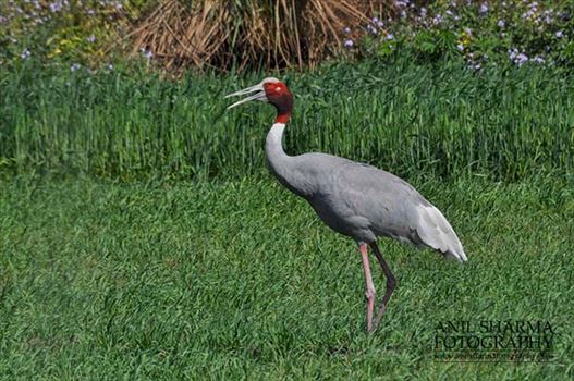 Birds- Sarus Crane (Grus Antigone) - A Sarus Crane, Grus Antigone (Linnaeus) in an agricultural field at Dhanauri wetland, Greater Noida, Uttar Pradesh, India.