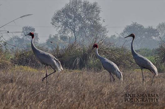 A Sarus Crane family, Grus Antigone (Linnaeus) in an agricultural field at Dhanauri wetland, Greater Noida, Uttar Pradesh, India.