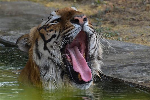 Royal Bengal Tiger, New Delhi, India- April 5, 2018: A Royal Bengal Tiger (Panthera tigris Tigris) yawning and bathing in water at New Delhi, India.