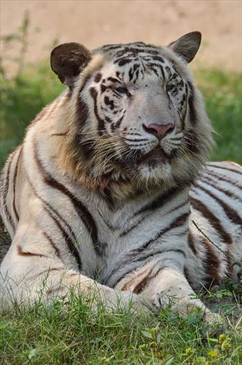 White Tiger, New Delhi, India- April 3, 2018: Portrait of a White Tiger (Panthera tigris) relaxing under a tree at New Delhi, India.