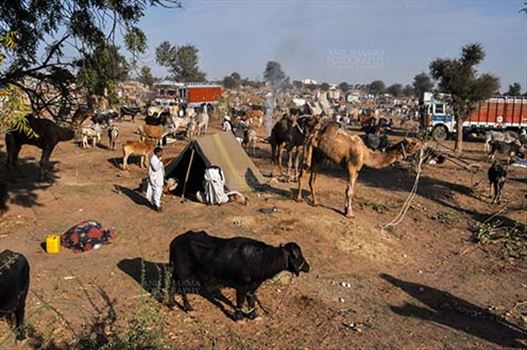 Nagaur, Rajasthan, India- Febuary 10, 2011: Farmers with their camels, cows and baffalos to sale them at Nagarur cattle fair, Nagaur, Rajasthan (India).