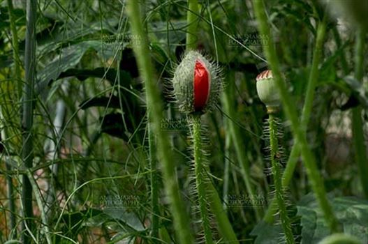 Beautiful Red Color Poppy (Papaver oideae) bud with green color background in a small garden at Noida, Uttar Pradesh, India.