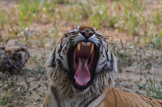 Royal Bengal Tiger, New Delhi, India- April 2, 2018: A Royal Bengal Tiger (Panthera tigris Tigris) in furious mood showing his teeth at  New Delhi, India.
