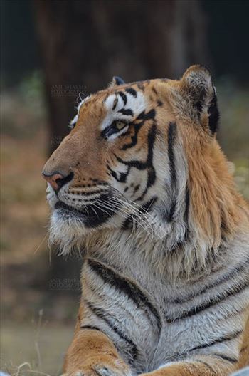 Royal Bengal Tiger, New Delhi, India- April 5, 2018: Portrait of A Royal Bengal Tiger (Panthera tigris Tigris) at New Delhi, India.