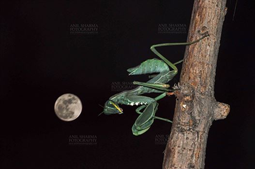 Side view of a Praying Mantis, Mantodea (or mantises, mantes) in resting position on full moon night in a garden at Noida, Uttar Pradesh, India.