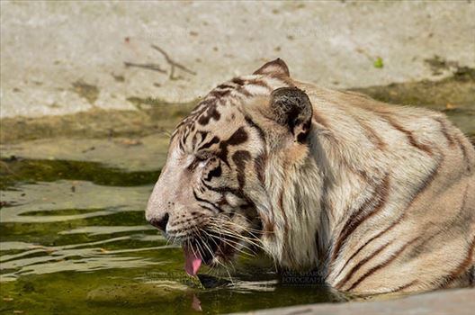 Wildlife- White Tiger (Panthera Tigris) - White Tiger, New Delhi, India- April 8, 2018: A White Tiger (Panthera tigris) drinking water at New Delhi, India.