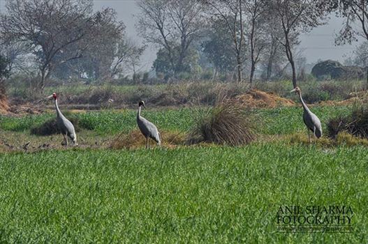 A Sarus Crane family, Grus Antigone (Linnaeus) in an agricultural field at Dhanauri wetland, Greater Noida, Uttar Pradesh, India.