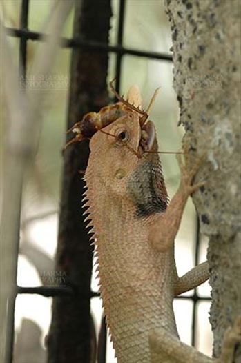 Noida, Uttar Pradesh, India- April 26, 2010: Oriental Garden Lizard, Eastern Garden Lizard or Changeable Lizard (Calotes versicolor) feeding on a cockroach, Noida, Uttar Pradesh, India.