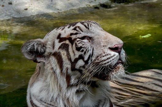 White Tiger, New Delhi, India- June 20, 2018: A White Tiger (Panthera tigris) sitting in a small water pool at New Delhi, India.
