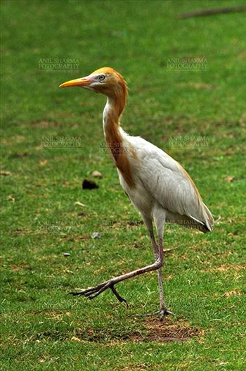 Noida, India- July 12, 2012: Cattle Egret (Bubulcus ibis) during breeding season with orange pullme on its head and back in a garden at Noida, Uttar Pradesh, India.