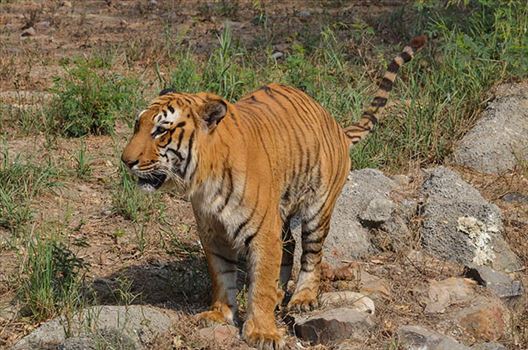 Wildlife- Royal Bengal Tiger (Panthera Tigris Tigris) - Royal Bengal Tiger, New Delhi, India- April 3, 2018: A Royal Bengal Tiger (Panthera tigris Tigris) feces at  New Delhi, India.
