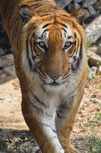 Wildlife- Royal Bengal Tiger (Panthera Tigris Tigris) - Royal Bengal Tiger, New Delhi, India- April 3, 2018: A Royal Bengal Tiger (Panthera tigris Tigris) roaming at  New Delhi, India.