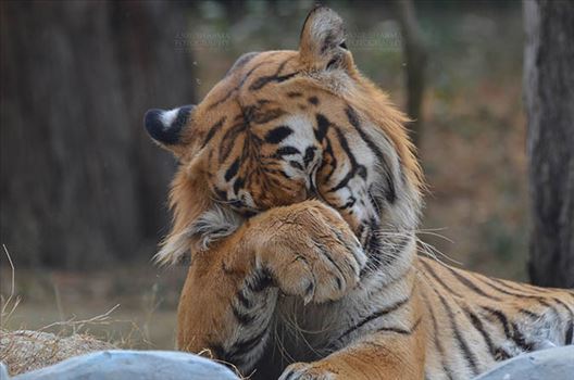 Royal Bengal Tiger, New Delhi, India- April 5, 2018: Portrait of a Royal Bengal Tiger (Panthera tigris Tigris) rubbing its eyes at New Delhi, India.
