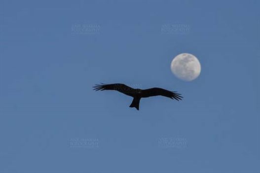 Birds-  Black Kite Milvus migrans (Boddaert) - High High in the Sky !!!!!!