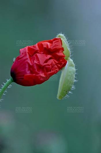 Beautiful Red Color Poppy (Papaver oideae) bud with green color background in my small garden at Noida, Uttar Pradesh, India.