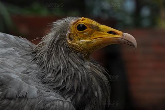 Birds- Egyptian Vulture (Neophron percnopterus) - Egyptian vulture, Aligarh, Uttar Pradesh, India- January 21, 2017:  Close-up of an adult Egyptian Vulture with dark background at Aligarh, Uttar Pradesh, India.