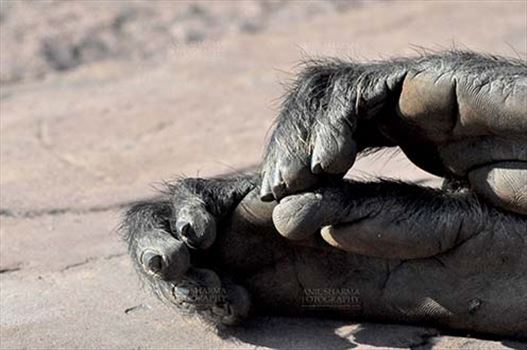 Close-up of a tired black footed male Gray Langur’s (Semnopithecus hypoleucos) feet at Bhopal, Madhya Pradesh, India.
