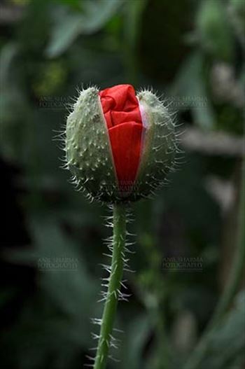 Beautiful Red Color Poppy (Papaver oideae) buds with green color background blooming in a small garden at Noida, Uttar Pradesh, India.