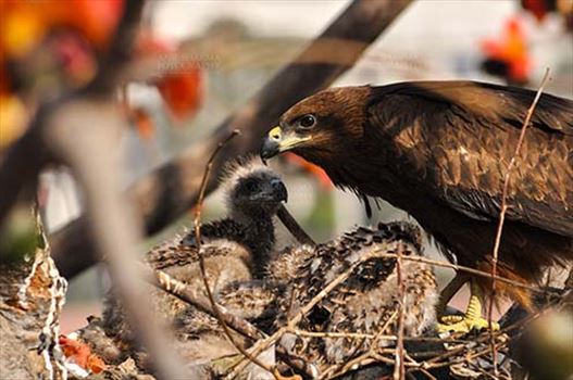 Birds-  Black Kite Milvus migrans (Boddaert) - Mom Black Kite with her Chicks.