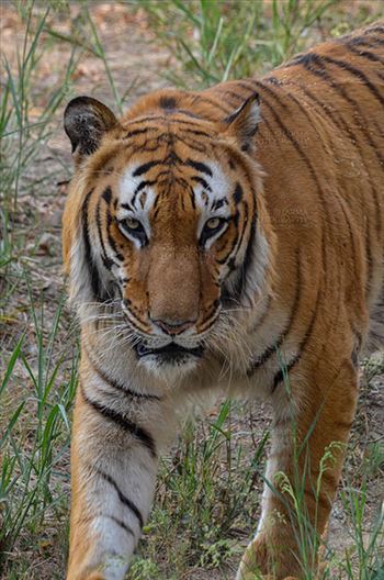 Royal Bengal Tiger, New Delhi, India- April 2, 2018: A Royal Bengal Tiger (Panthera tigris Tigris) roaming at New Delhi, India.