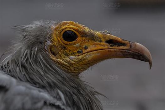 Egyptian vulture, Aligarh, Uttar Pradesh, India- January 21, 2017:    Side pose of an adult Egyptian Vulture at Aligarh, Uttar Pradesh, India.