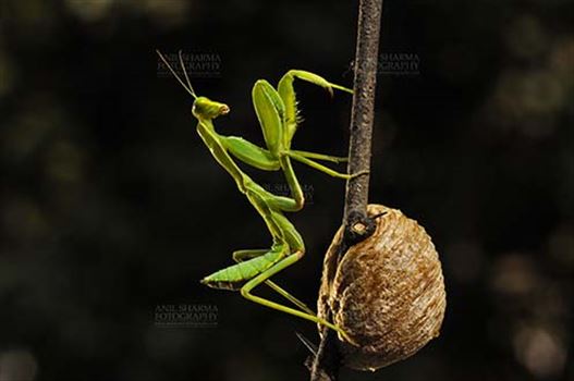 Insect- Praying Mantis - A Praying Mantis,  Mantodea (or mantises, mantes) with ootheca the protective capsule with the eggs on a tree branch at Noida, Uttar Pradesh, India.
