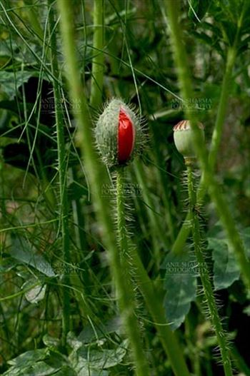 Beautiful Red Color Poppy (Papaver oideae) buds with green color background in a garden at Noida, Uttar Pradesh, India.