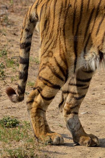 Royal Bengal Tiger, New Delhi, India- April 2, 2018: Tail and hide limb of a Royal Bengal Tiger (Panthera tigris Tigris) at New Delhi, India.