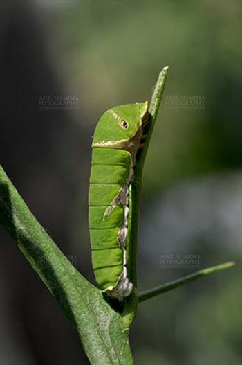 Insects- Caterpillar - Noida, Uttar Pradesh, India- April 7, 2016: A Citrus (Lime, lemon) Swallowtail butterfly caterpillar (Papilio demoleus) at Noida, Uttar Pradesh, India.
