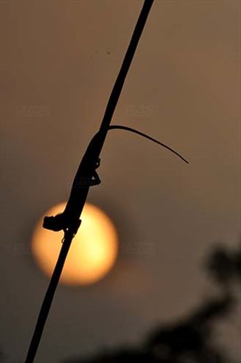 Reptiles- Oriental Garden Lizard - Noida, Uttar Pradesh, India- July 30, 2014: Oriental Garden Lizard or Eastern Garden Lizard (Calotes versicolor) on a wire enjoying sunset scene at Noida, Uttar Pradesh, India.
