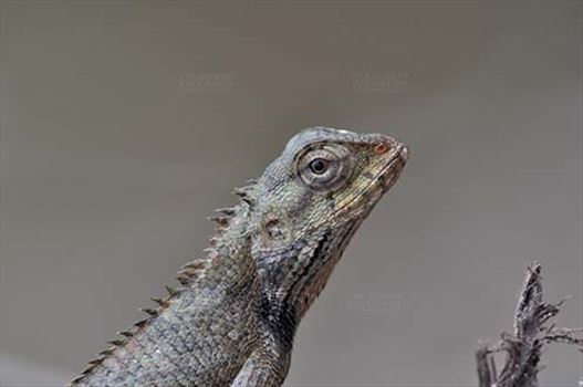Reptiles- Oriental Garden Lizard - Noida, Uttar Pradesh, India- July 31, 2016: Close-up of an Oriental Garden Lizard, Eastern Garden Lizard or Changeable Lizard (Calotes versicolor) Noida, Uttar Pradesh, India.