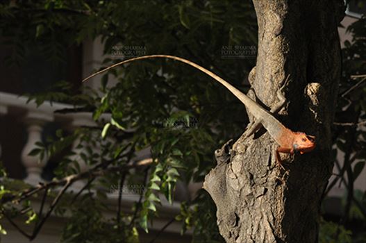 Noida, Uttar Pradesh, India- May 28, 2011: Oriental Garden Lizard, Eastern Garden Lizard or Changeable Lizard (Calotes versicolor) resting on a tree trunk, Noida, Uttar Pradesh, India.
