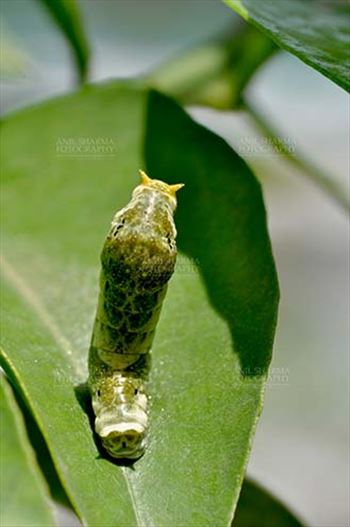 Insects- Caterpillar - Noida, Uttar Pradesh, India- April 6, 2016: Hungry Citrus Swallowtail Butterfly caterpillar on a lemon tree leaf at Noida, Uttar Pradesh, India.