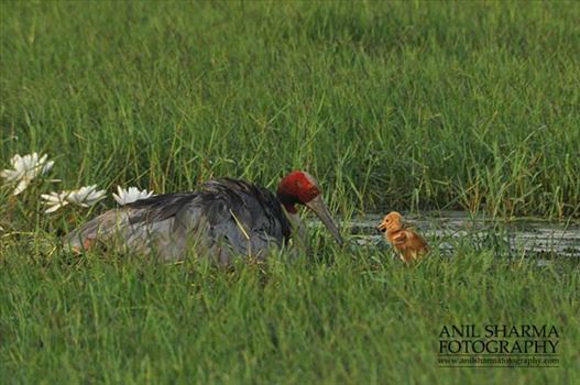 Birds- Sarus Crane (Grus Antigone) - Tired Sarus Crane Mom, Grus Antigone (Linnaeus) with her chick at Greater Noida, Uttar Pradesh, India.