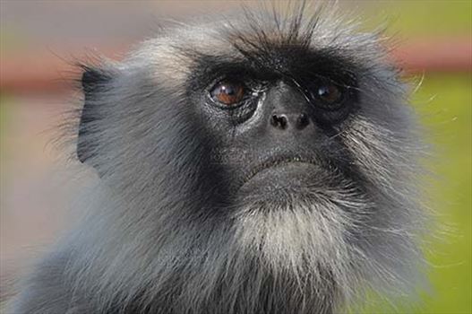 Wildlife-Grey or Common Indian Langur (India) - Close-up of a black footed Gray Langur’s (Semnopithecus hypoleucos) at Bhopal, Madhya Pradesh, India.