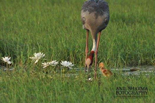 Mom Sarus Crane, Grus Antigone (Linnaeus) searching food for her chick at Greater Noida, Uttar Pradesh, India.