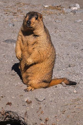 A lonely Himalayan Marmots waiting for other group members in a field at Leh.

The Himalayan Marmots are large ground squirrels about the size of a large housecat, belonging to the rodent family, closely related to the woodchuck, the hoary marmot and th