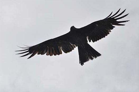 Birds-  Black Kite Milvus migrans (Boddaert) - Old soul with young spirit.